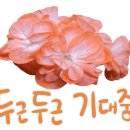 바제라늄 이미지