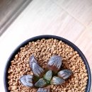 릴리(Lily) 이미지