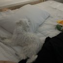 더멍102 이미지