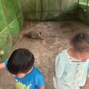 아이랑 보홀 본섬 육상투어 액티비티 나비정원 뱀 Bohol Lemur and Butterfly 후기