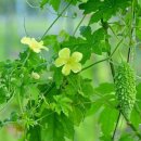 여주-0900 이미지