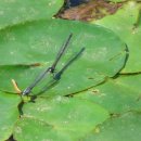 카페수련 이미지