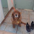 도기키친 프롬제주 | 강아지생일파티 생일케이크 준비는 도기키친 프롬제주에서 주문