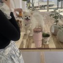 (주)포시즌 | 포항 이동 포시즌 꽃집 | 강아지 동반 댕댕이 동반 플라워클래스 후기💗