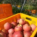 청송 햇부사 가정용흠과포함 사과와 사과즙 판매합니다 이미지
