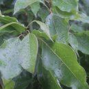 제주 도순리 녹나무 자생지 이미지