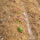 정식농장 이미지