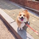 의식의 흐름대로~ 5월에 쓰는 4월 일상 / 사진 많아요...엄청...