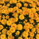 창암주유소 이미지