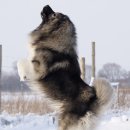 순진한 강아지 이미지