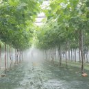 화진농장 이미지