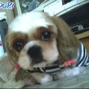 강쥐 이미지