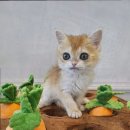 빅토리아펫 강아지고양이 잠실점 이미지