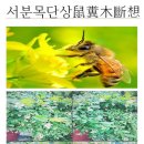 당전서분목(堂前鼠糞木) 이미지