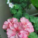 오늘 참 예쁘다 이미지