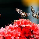 호랑나비