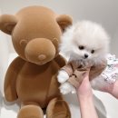 로열 퍼피샵 이미지