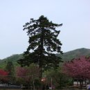 해천목장 | 선암사 - 전남 순천 2008 [1]