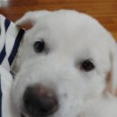 진도개천국 이미지