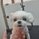 몽슈피스 이미지