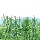 배순농장 이미지