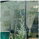 식물을담다 이미지