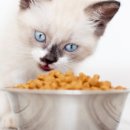 24시센트럴동물메디컬센터 이미지