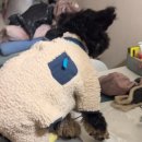 아이도그 이미지