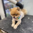 펫마트 강아지 논산점 이미지