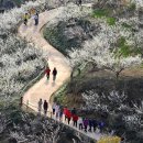 매화1길 이미지