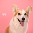 스튜디오코기 이미지