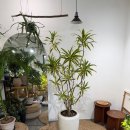 숯불갈비비원 이미지