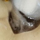 울산한약품 이미지