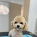 하리몽 이미지