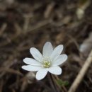 야영장(2) 이미지