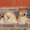 스테이 밭 이미지