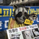 수정모피 이미지