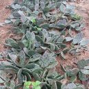 호연농장 이미지