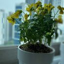 신태평양약국 이미지