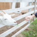 임실치즈두마리목장 이미지