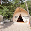 소나무세상 이미지