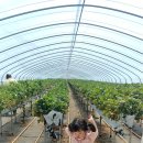 옥종농장 이미지