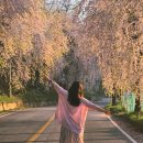 남상 임불마을회관 | 경남 벚꽃명소 거창 임불마을 능수벚꽃 대구근교 드라이브 가볼만한곳