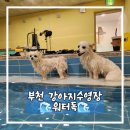 워터독 | [수영장] 반려견전용 수영장 부천 워터독 대관 VIP홀 이용 후기(애카 포함)