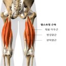 표준반상 | 허벅지 뒤에서 “뚝” 소리가 났다면? 운동하다 생기는 ‘햄스트링 파열’ 증상·치료·재활 총정리