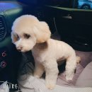 킹프림 애견샵 이미지