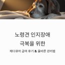 평안약국 | 노령견 인지장애 극복을 위한 치매강아지 제다큐어 급여 후기 및 올바른 관리 방법 알아보기