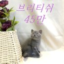 요미캣 고양이분양 일산점 네이버블로그