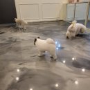 상아지네 이미지