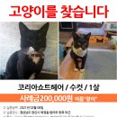 (고양이실종) 경남 양산시 북정동 탑마트 부근에서 사라진 고양이를 찾습니다! 이미지